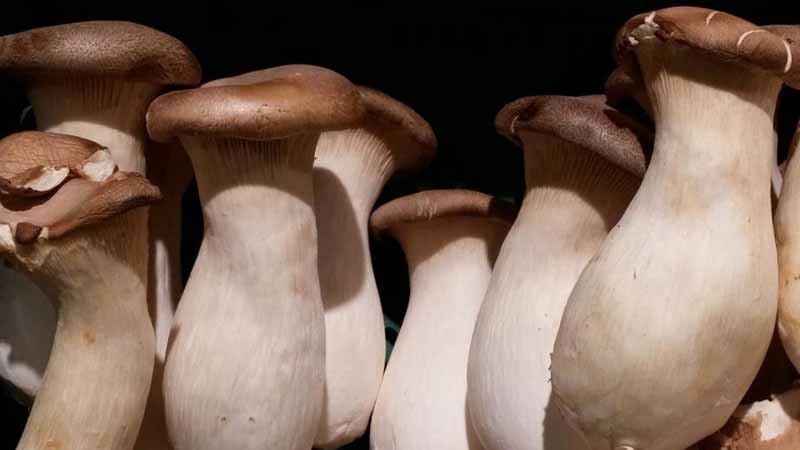 Health Benefits Of Raw Mushrooms - www.detoxandcure.com