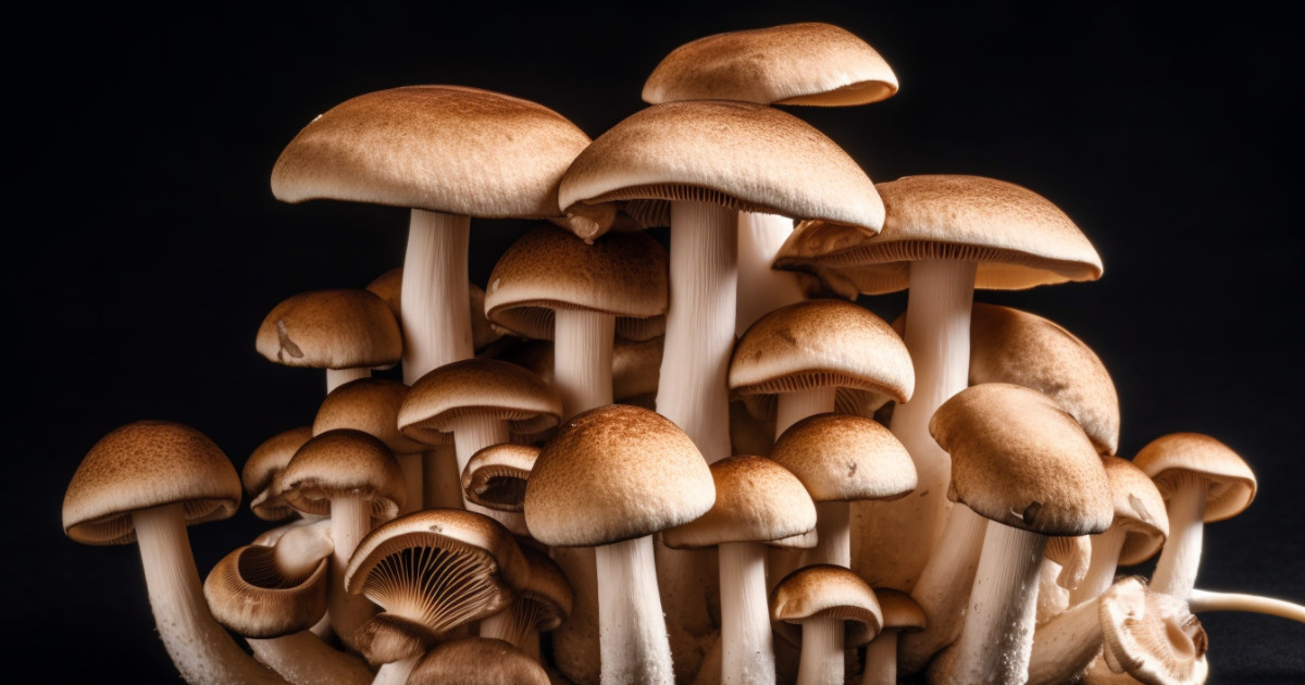 health benefits of raw mushroom - featured