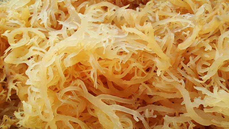 What is Irish Sea Moss Good For? - Detox and Cure