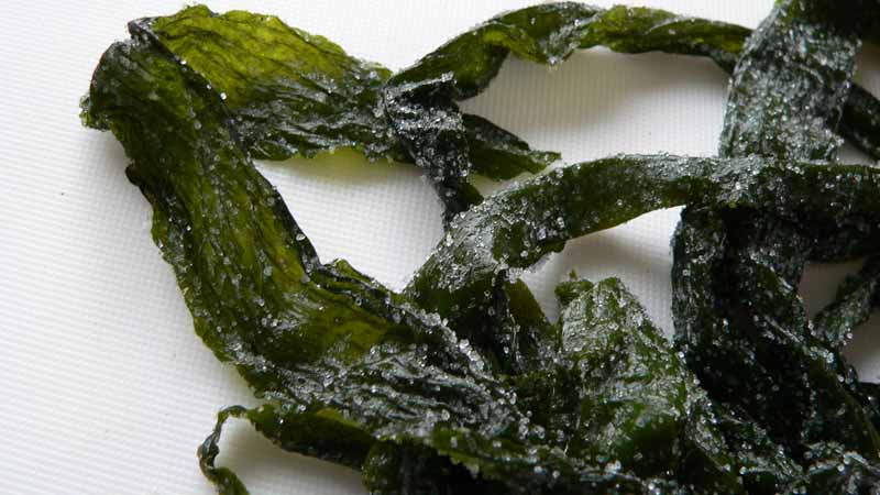 How Can I Eat Seaweed Everyday - www.detoxandcure.com