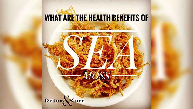 What-are-the-Benefits-of-Dried-Seaweed-sea-moss-in-a-white-bowl