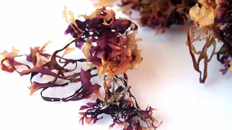 Wholefood, Superfood, Organic What is Irish Sea Moss Good For - www.detoxandcure.com