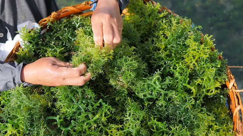 www.DetoxAndCure.com - What to Know Before you Buy Irish Sea Moss