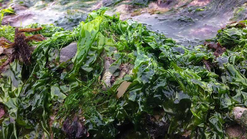 Seaweed-Nutrition;-A-Food-Source-to-End-Starvation-www.detoxandcure.com