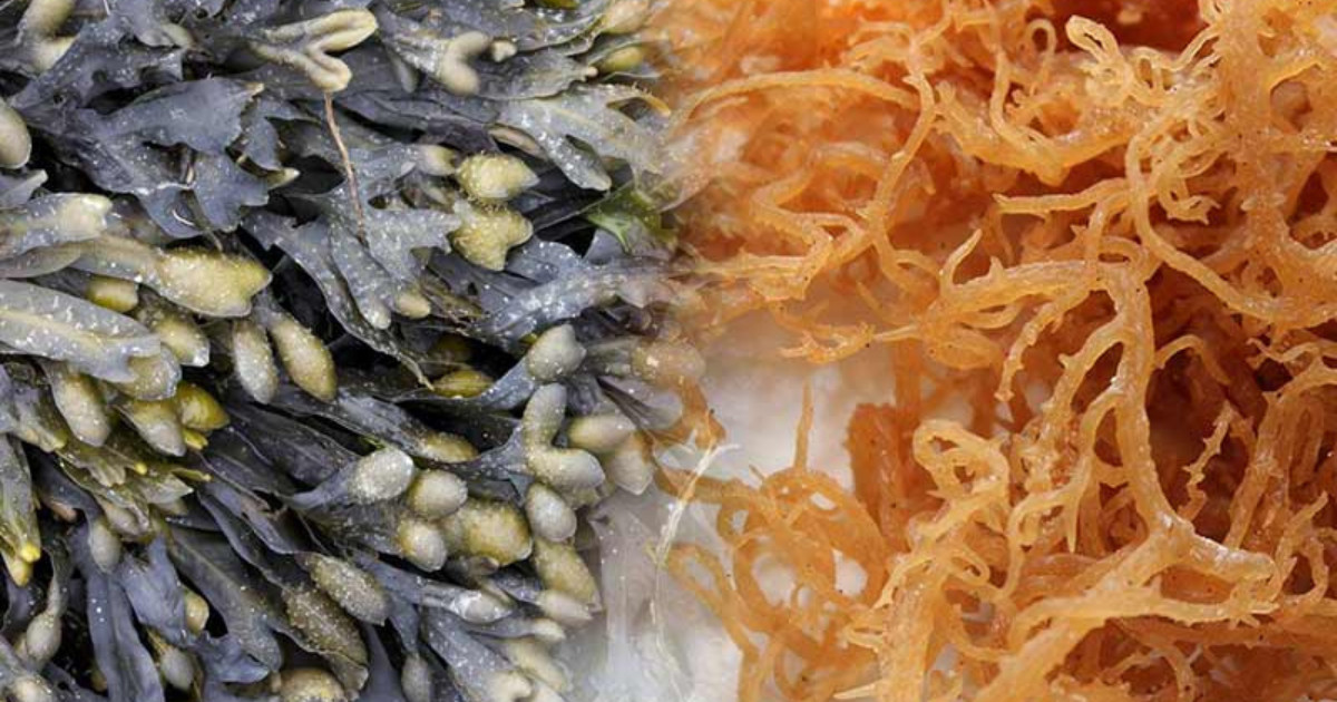 sea moss and bladderwrack benefits - featured