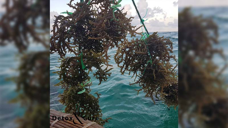 Fucoxanthin-Is-Seaweed-Good-For-Losing-Weight. Fresh Sea Moss straight from the ocean