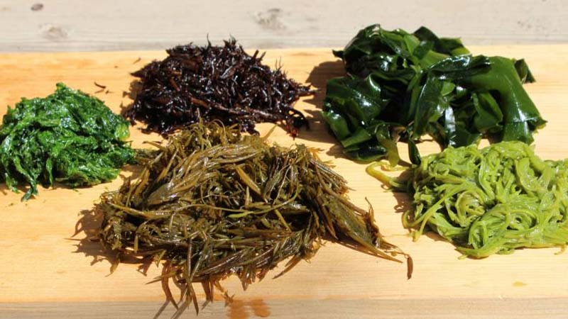 Fucoxanthin;-Is-Seaweed-Good-For-Losing-Weight- 5 types of seaweed on a timber board