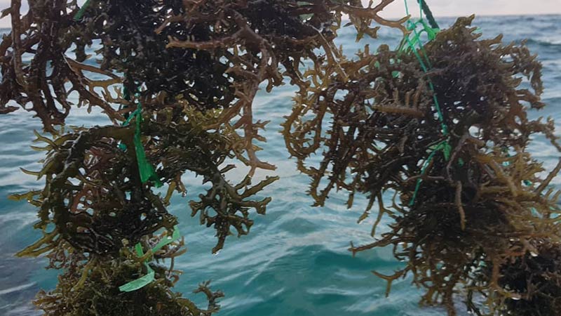 water fasting is easier to break and move back to solid foods when you introduce sea moss towards the end of the fast. This image is a picture of dark olive green sea moss growing on lines in the open ocean. The deep ocean waters are clear and blue under a soft afternoon sun