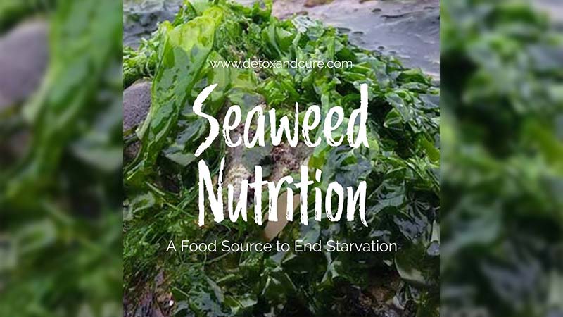 seaweed-nutrition-and-the-Post-Workout-Bladderwrack-and-Sea-Moss-Benefits