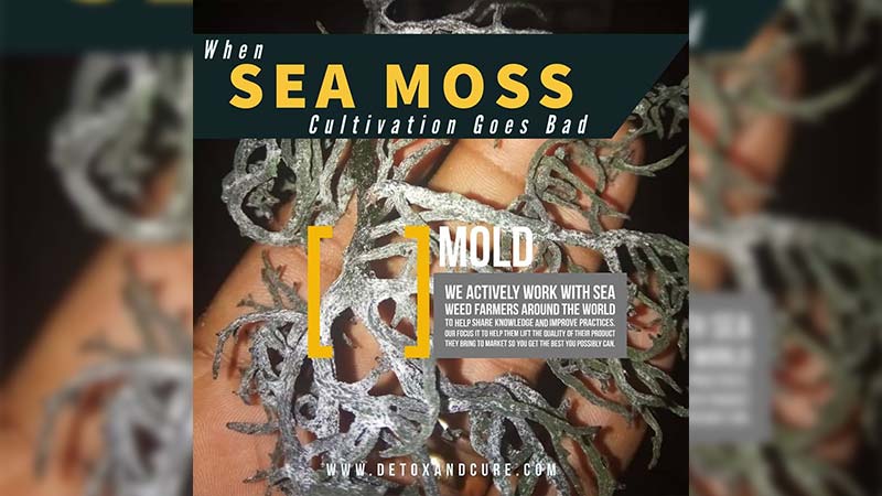 sea-moss-gone-bad-with-mold