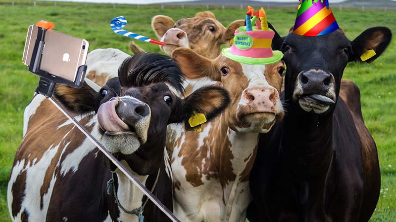 Cows Taking Selfie with Party Hats on - The Shocking Truth Behind Drinking Collagen for Skin Health www.detoxandcure.com