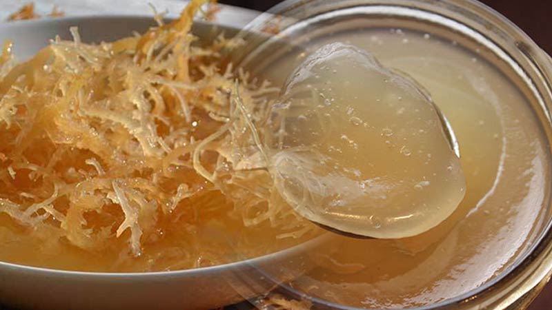 sea moss gel image blended with soaking sea moss in a white bowl