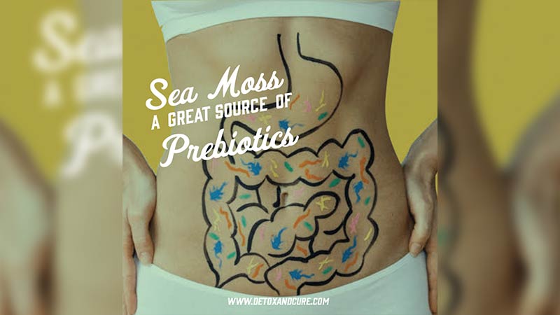 Keto Friendly Broccoli Fried Rice Recipe image of a woman with her tummy exposed and an illustration of the digestive tract drawn on her skin with text overlaid which reads "Sea Moss, a great source of prebiotics"