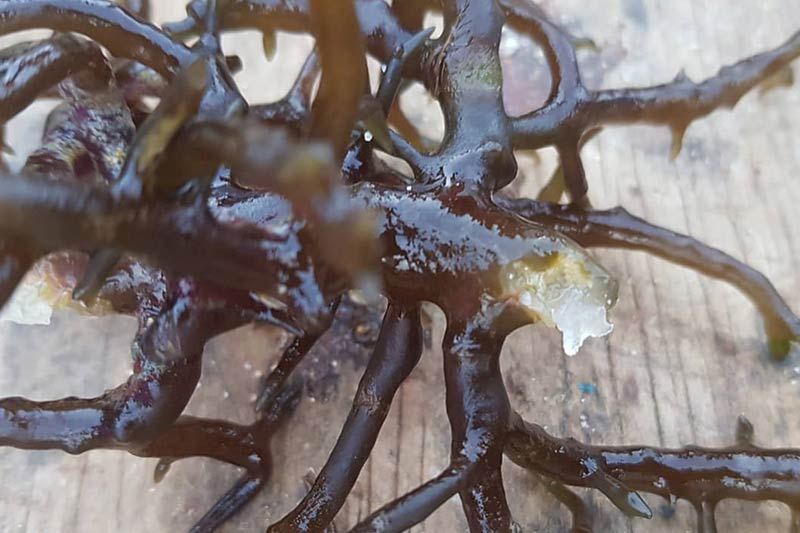 sample of seaweed that has been infected with ice-ice which is sitting on a timber board. The seaweed is a species of sea moss that is dark olive green. The area that has been affected by the ice-ice is clear white and at the end of a main thalus or branch of the sea moss