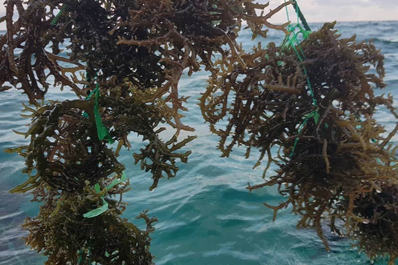 sea moss growing in the open ocean. The waters are clear and rich turquoise under the afternoon sun. Growing on a line in the open ocean, this sea moss is dark green and olive brown in parts, held on to the line by small pieces of string. The sea moss is thick and almost fully grown with the plants being about the size of a large watermelon