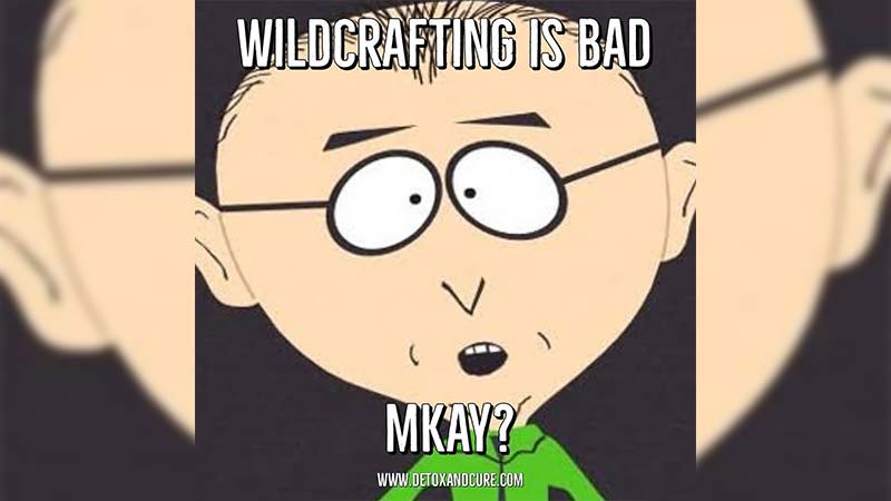 sea-moss-wildcrafted-meme-mr.-mackey-southpark-wildcrafting-is-bad-m'kay