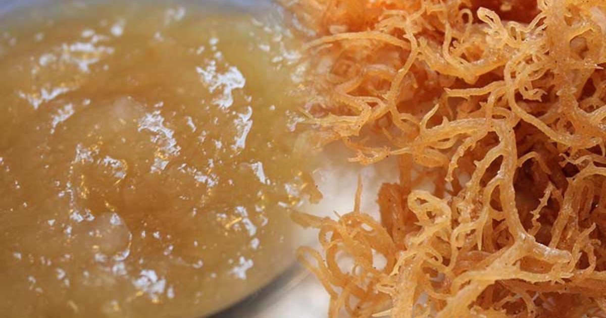 sea moss and fasting - featured