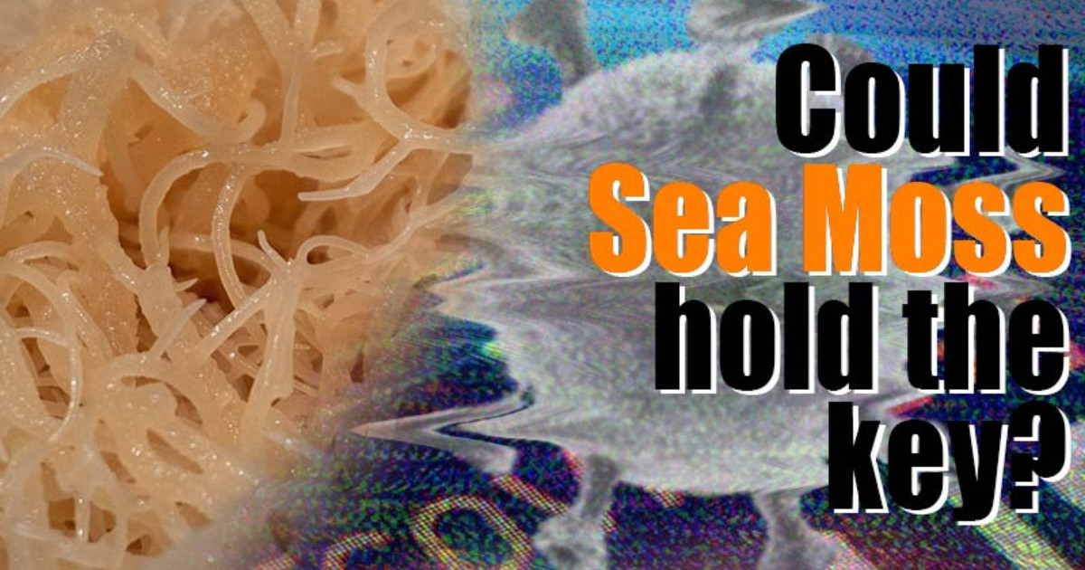 Can Sea Moss Help