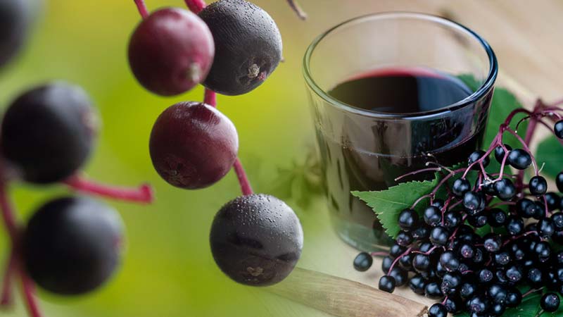 Easy to Make Elderberry Syrup Recipe. Image of Elderberries on a branch taken up close. Their deep purple tones stand out against the blurred green backdrop f the leaves. An image of a glass of Elderberry juice is blended in to the right of the closeup photo of the Elderberries