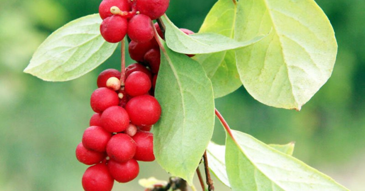 schisandra berries