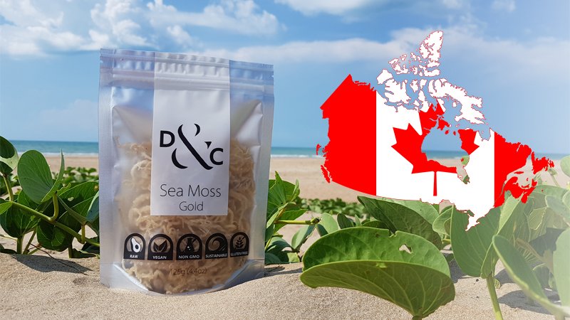 Buying-Sea-Moss-in-Canada-Sea-Moss-Gold. Detox & Cure Sea Moss Gold 125g bag on the golden sands of a sunny beach with a stylized map of Canada showing the Canadian Flag within the borders of the country