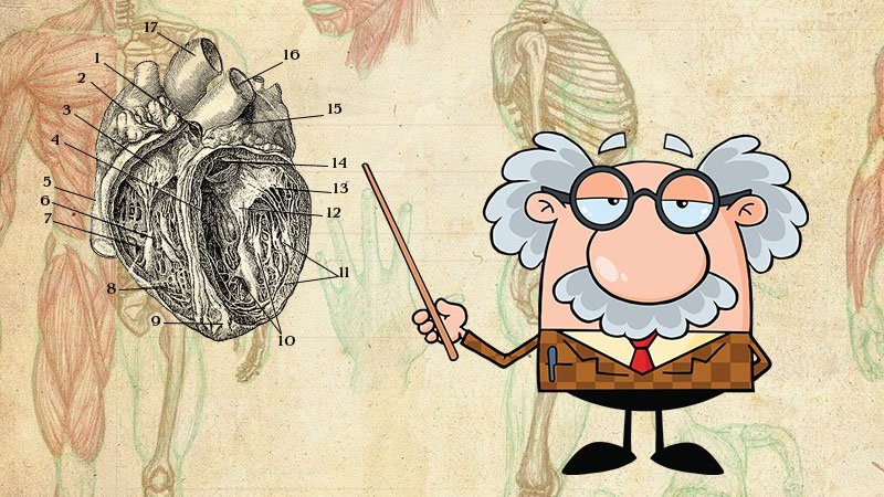 WHAT IS ACTIVE HEART DISEASE - www.detoxandcure.com_ image of a cartoon professor standing in front of an antique diagram of the human heart
