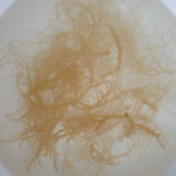 Super Dry Sea Moss Premium 20g soaked for 4 hours to make gel