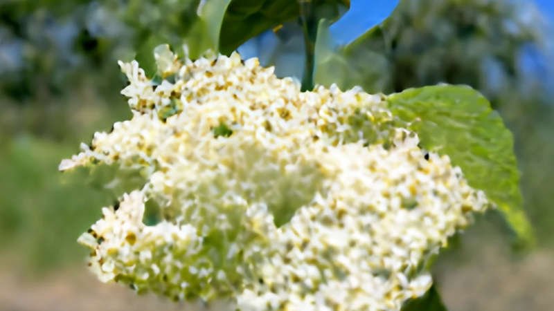 7 Elderflower Benefits - You Need To See Number 4