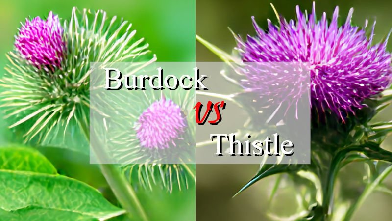 Burdock vs Thistle