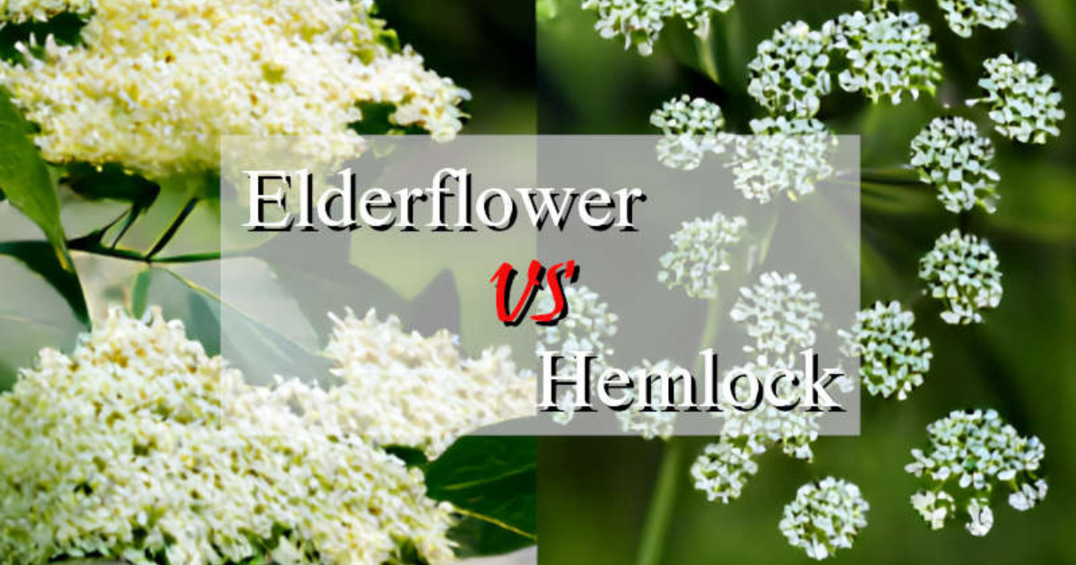 Elderberry vs Hemlock - featured