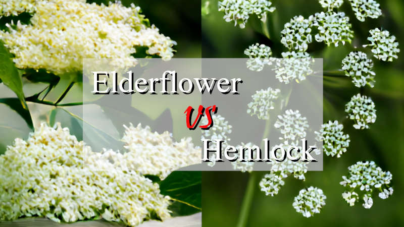 Elderberry vs Hemlock