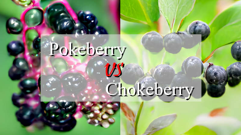 Pokeberry vs Chokeberry