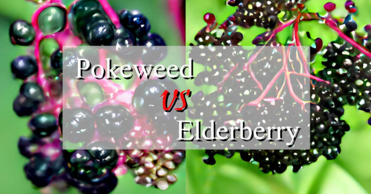 Pokeweed vs Elderberry - featured