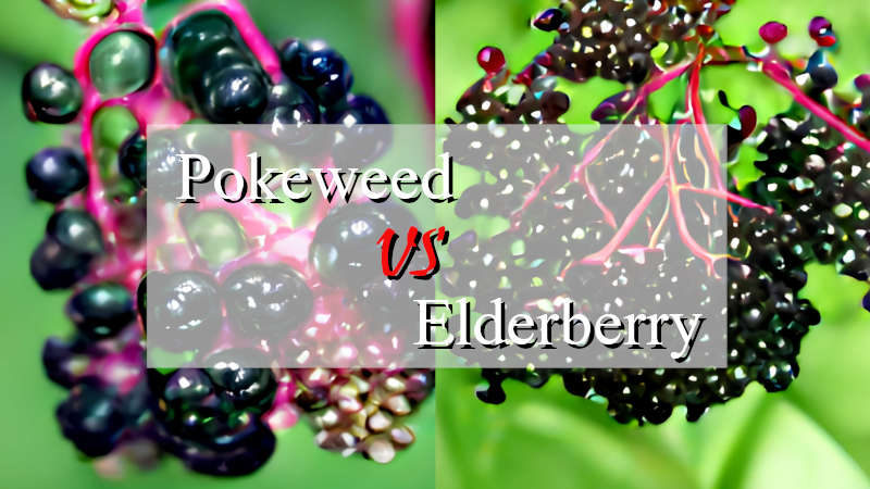 Pokeweed vs Elderberry