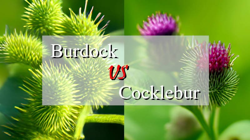 burdock vs cocklebur