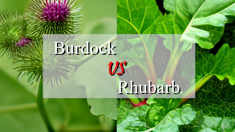 burdock vs rhubarb