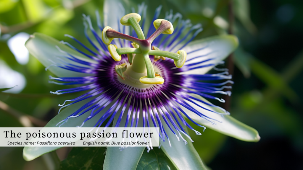 blue passionflower
