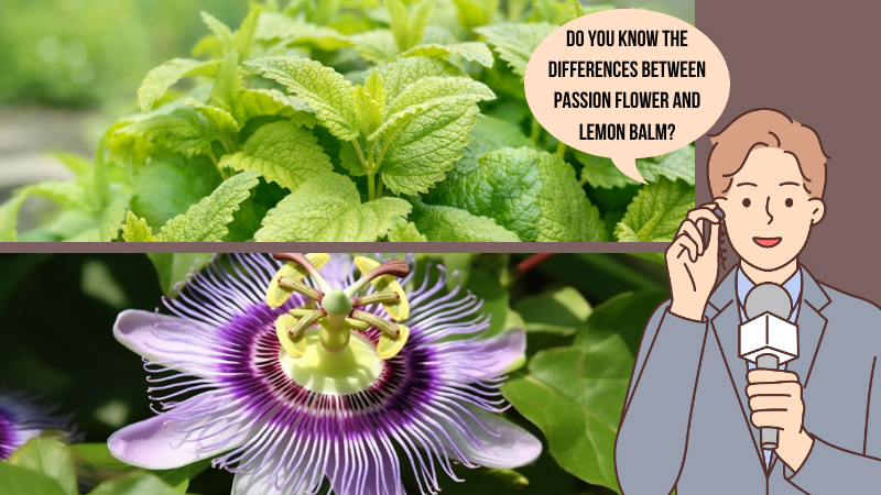 passion flower vs lemon balm