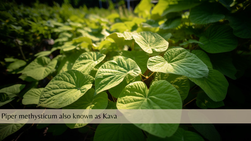 can kava kill you - kava plant