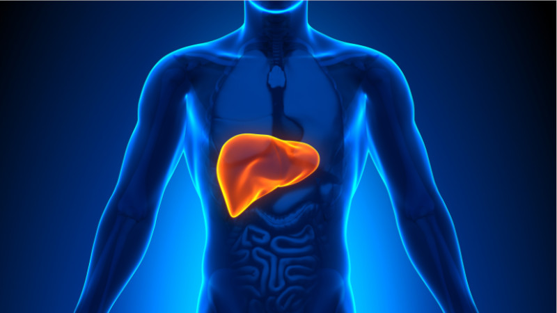 valerian root vs xanax - liver in the human body