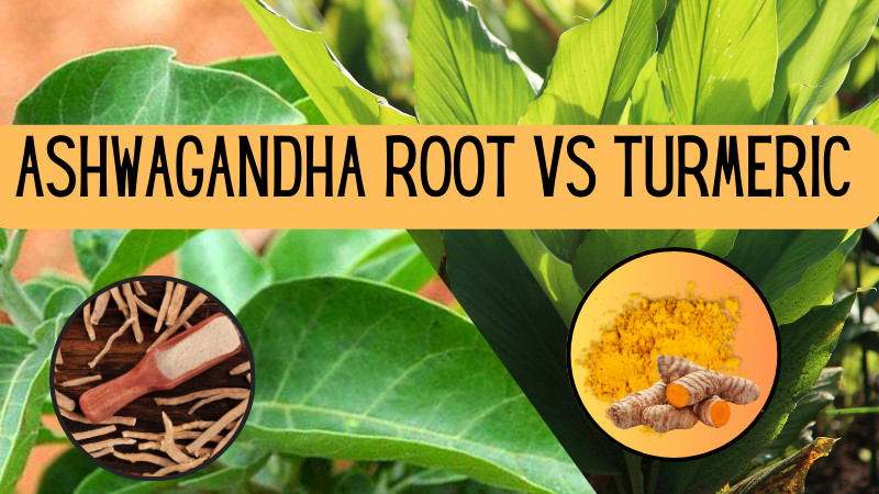 ashwagandha root vs turmeric - featured