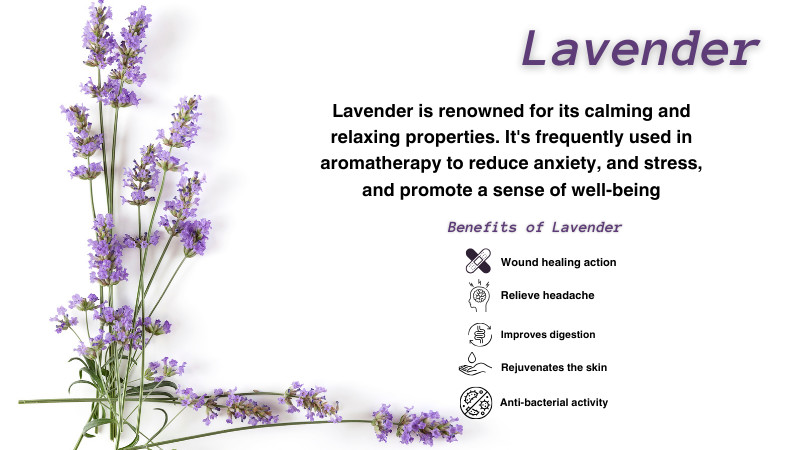 can valerian cause heart palpitations - lavender