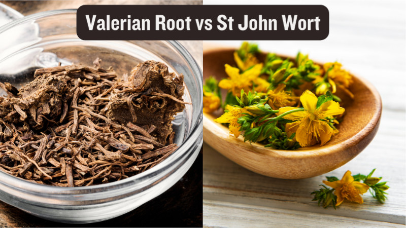 valerian root vs st johns wort - featured