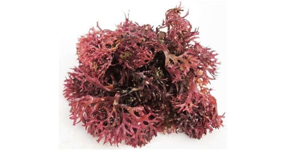 What is Chondrus Crispus - seaweed leaf