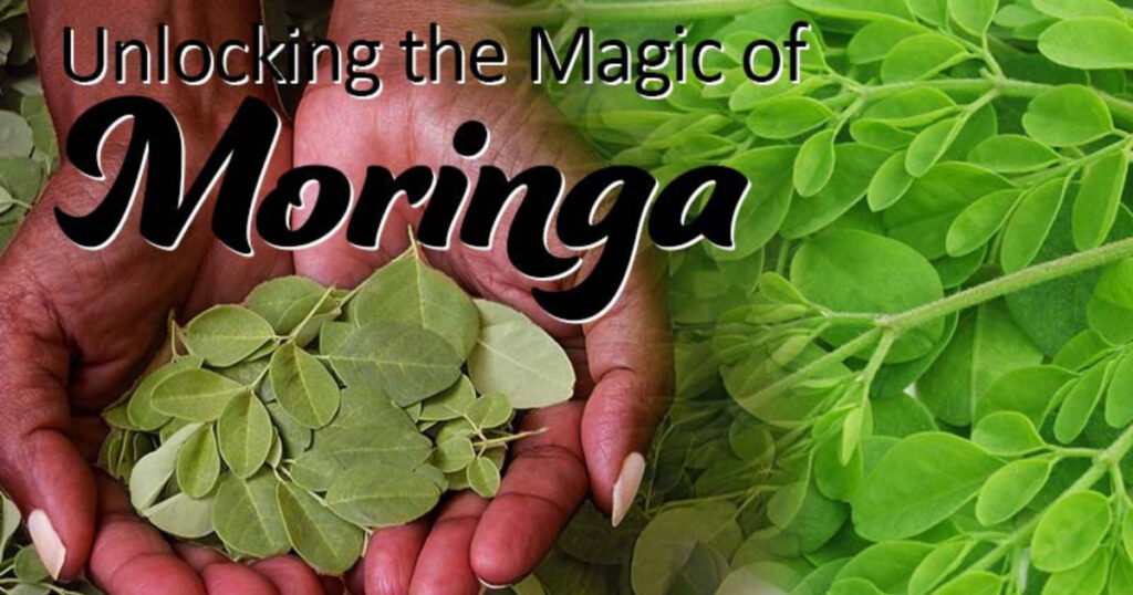 What is Moringa Good For - dried moringa leaf