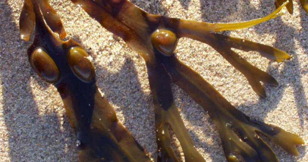 sea moss and bladderwrack benefits - seaweed